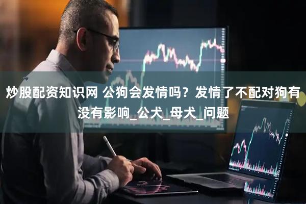 炒股配资知识网 公狗会发情吗？发情了不配对狗有没有影响_公犬_母犬_问题